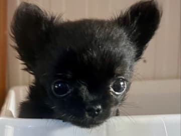 Chihuahua · Fjärdhundra · Bastängens
