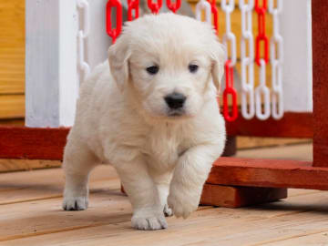 Golden retriever · Nybro · Amore Waves