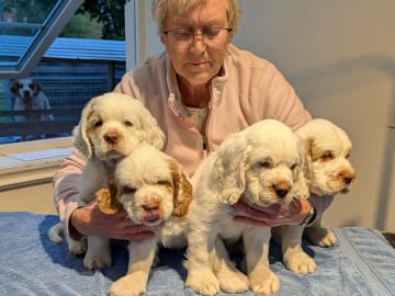 Clumber spaniel · Hedemora · Flamris