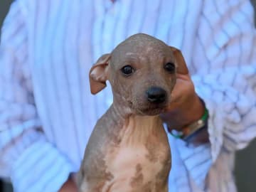 American hairless terrier · Mellerud · Ticket to win