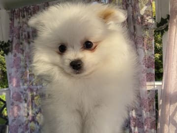 Pomeranian · Billesholm · Björn R.