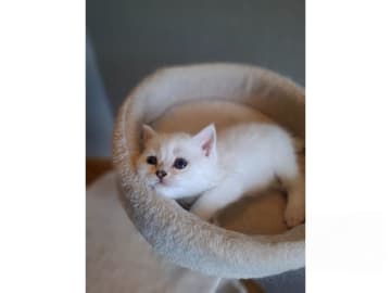 British Shorthair · Älmhult · SE*Emilslunds