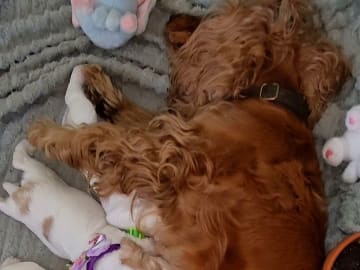 Cocker spaniel · Södertälje · Savanah B.