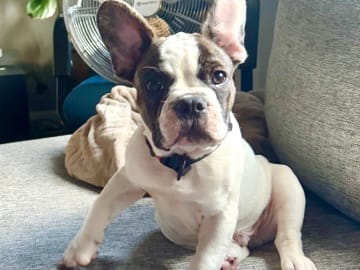 Fransk bulldogg · Vårby · Walter C.