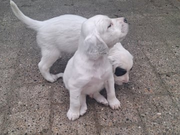 English Setter · Sulsted · Østkysten's