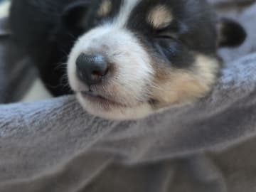 Border collie og shettland sheepdog miks · Midsund · Carola