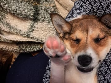 Norsk lundehund · Sørskogbygda · Furukollens