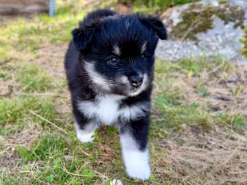Finsk lapphund · Åkersberga · Ancient