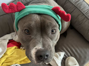 American bully · København · Joan J.