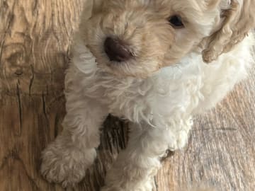 Multigenerations Labradoodle · Höör · Estersdoodlar
