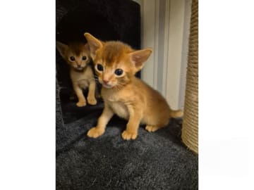 Abyssiner katt · Molkom · SE*Antennaria Rubra's