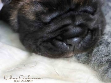 Continental Bulldog · Harestad · Hogwart's