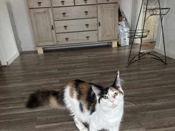 Wikslynx