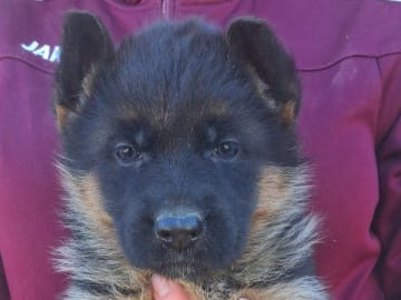 Tysk Schäferhund · Sölvesborg · Ebafarmens