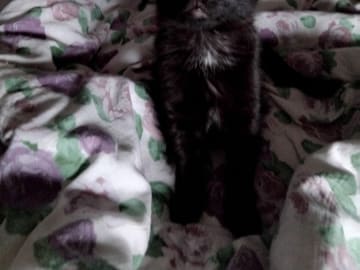 Perser / Bondkatt · Årjäng · Malin B.