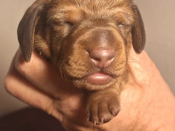 Your Choice Kennel
