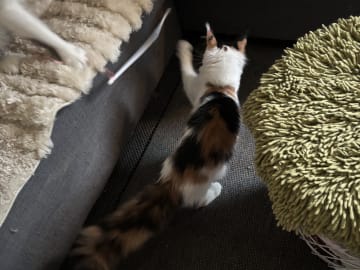 Wikslynx