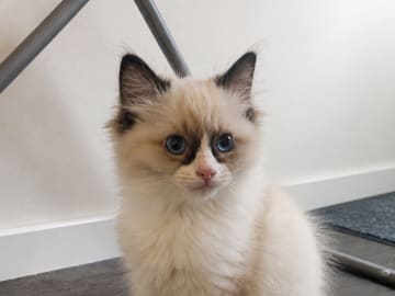 Ragdoll · Växjö · Ginan M.