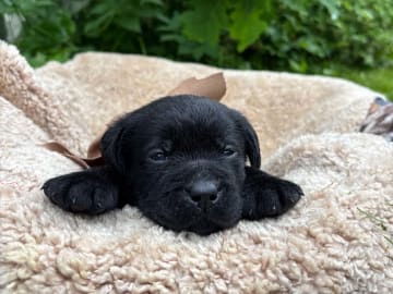 Labrador retriever · Svorkmo · Lyonette