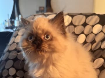 Ragdoll · Varberg · Abdulelah A.
