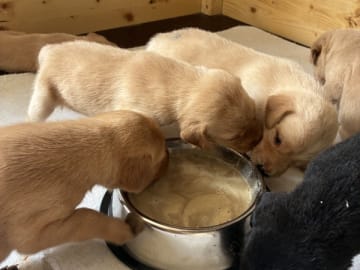Labrador retriever · Vejle · Andreas Bjerre Scheffel