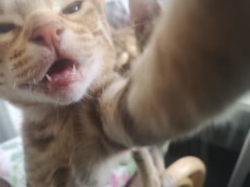 Ocicat · Nyköping · SE*Aspkatter