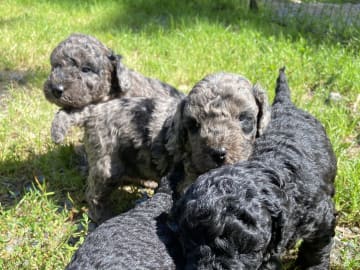 Labradoodle · Nol · Lyckliga Vovven