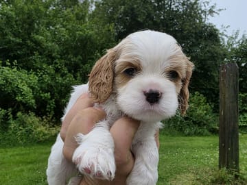 Amerikansk cockerspaniel Kavaljer King Charles Spaniel · Lövstabruk · Irene M.