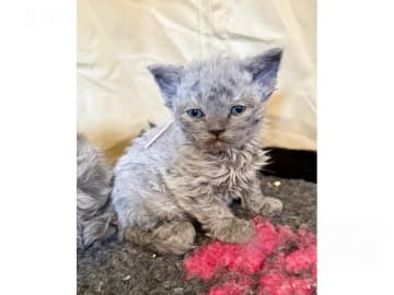Selkirk Rex Longhair · Strängnäs · SE*Listorps