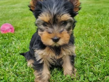 Yorkshireterrier · Kopparberg · Gacrux