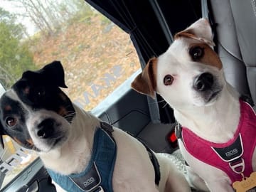 Jack russell terrier · åstorp · Dzenita R.