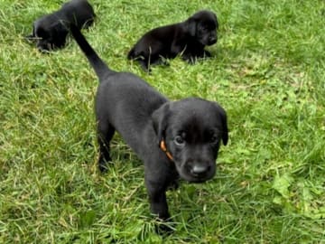 Labrador retriever · Flemming · Thomas Popperud
