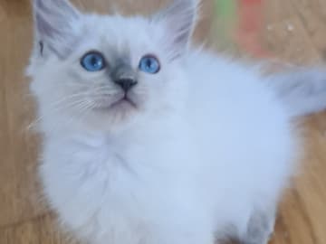 Ragdoll · Upplands Väsby · Mahmoud M.