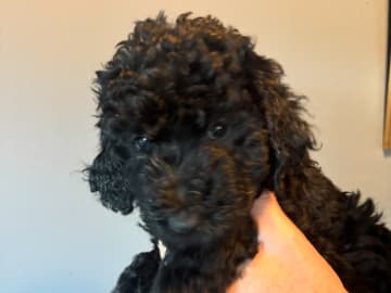 Goldendoodle · Västerlanda · Lugnets kennel