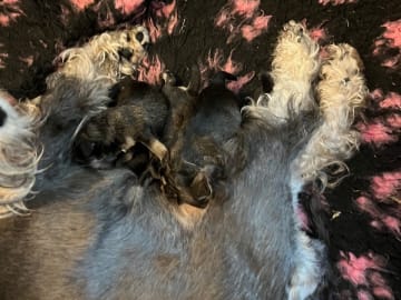 Dvärgschnauzer · Hallsberg · Small block