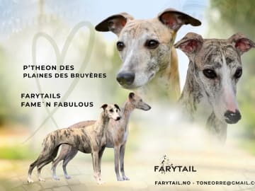 Whippet · Vestfossen · Farytail