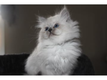 Sibirisk katt · Älvsbyn · SE*Teuger's