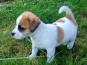 Jack russell terrier · Vormsund · Gun Synøve Wulff