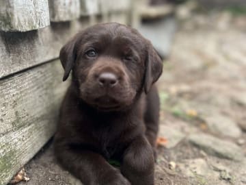 Labrador retriever · Lövestad · Sheep Trix