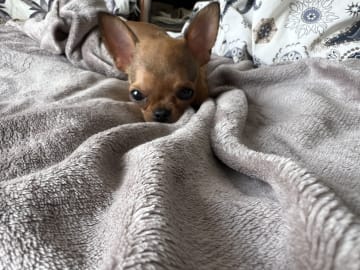 Chihuahua · Fjärdhundra · Bastängens