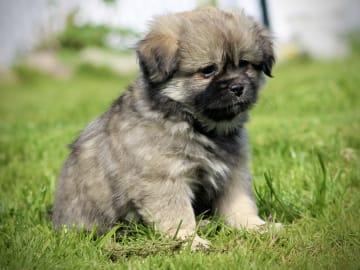 Tibetansk spaniel · Vikeså · Anett Svela