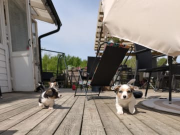 Welsh corgi cardigan · Frövi · Million dollar babys