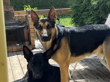 Tysk Schäferhund · Perstorp · Anela M.