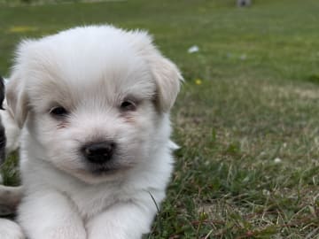 Malteser mix · Oxie · Mathias O.