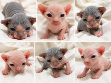 Sphynx · Tumba · Samuel P.