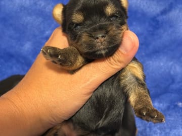 Yorkshireterrier · Valskog · Leximus