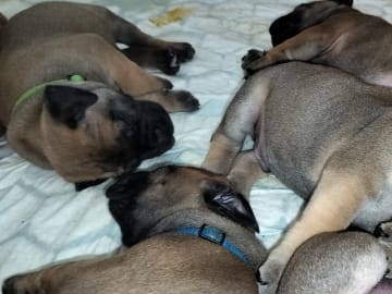 Boergarden boerboels