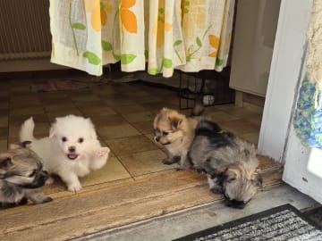 German Spitz – Mittelspitz · Abborrträsk · Eleonor M.
