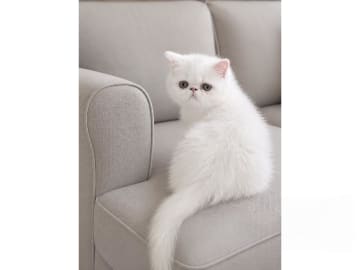Exotic Shorthair · Munkfors · Marängos
