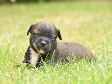 Staffordshire bullterrier · Olofström · Snögrisens